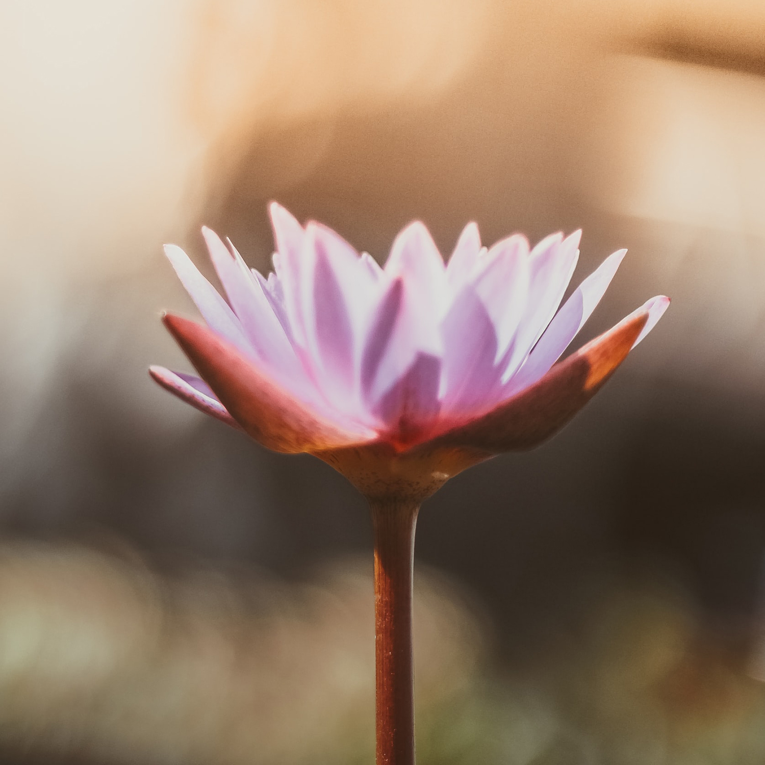 saffu-pYaKs30p9zg-unsplash